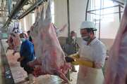 تولید بیش از 800 تن گوشت قرمز تحت نظارت دامپزشکی بوئین زهرا
