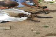 مبارزه با بیماری هاری در روستاهای آوج
