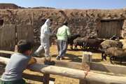 سمپاشی رایگان اماکن پرورش دام بوئین زهرا علیه انگلهای خارجی 