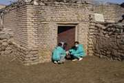 واکسیناسیون دامهای شهرستان تاکستان علیه آبله وتب برفکی
