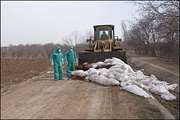 برخورد دامپزشكی قزوین با هر گونه تخلیه غیر مجاز تلفات دام وطیور 