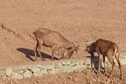 قدرت نمایی گوزن نر برتر دهکده طبیعت 