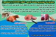 هشدار دامپزشکی بوئین زهرا در خصوص تب کریمه - کنگو به گروه‌های شغلی در معرض خطر