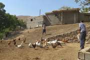 بیش از 200 هزار قطعه طیور روستایی در استان قزوین واکسینه شدند