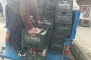 1500 کیلو ماهی به علت حمل در شرایط غیر بهداشتی در استان قزوین توقیف شد