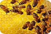 هشدار بهداشتی در خصوص پرورش زنبور عسل به زنبورداران