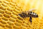 اولین واحد تولید کننده خوراک آماده زنبور در قزوین موفق به اخذ پروانه ساخت شد