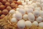 نظارت دامپزشکی قزوین بر صادرات یک هزار و 115 تن تخم مرغ ظرف 2 ماه و 15 روز