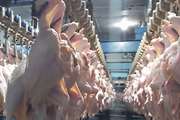 116 کیلو گوشت مرغ غیر قابل مصرف در یکی از کشتارگاه های طیور قزوین معدوم شد