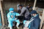 پوشش ۹۴ درصدی واکسیناسیون طاعون نشخوارکنندگان کوچک در جمعیت تحت پوشش 
