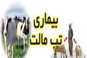 دوره آموزشی آشنایی با تب مالت  برای کارکنان  دامدارای های آبیک برگزار شد