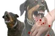 یکهزار و 400 قلاده سگ در قزوین علیه هاری واکسینه شدند