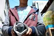 دامپزشکی آبیک با پرنده‌فروشان دوره‌گرد برخورد می‌کند