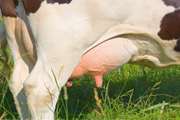  توصیه‌های دامپزشکی قزوین برای پیشگیری از ورم پستان در گاوهای شیری