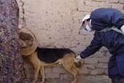بیش از 2 هزار قلاده سگ در شهرستان قزوین علیه هاری واکسینه شدند