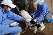 273هزار راس گوسفند در قزوین علیه بیماری آبله واکسینه شده است