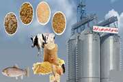  تولید خوراک دام و طیور در مراکز پرورش دام و طیور ممنوع است