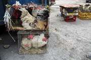 خرید و فروش و کشتار مرغ زنده خارج از محیط کشتارگاه ممنوع است