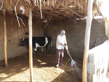 توزیع رایگان سم و ضدعفونی کننده برای مبارزه با انگل‌های خارجی دام در قزوین