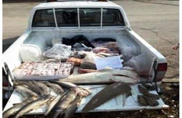 فروش ماهی توسط خودروهای سیار ممنوع و موجب به خطر افتادن سلامتی افراد خواهد شد