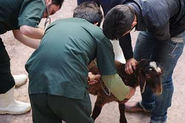 دومین مرحله خدمات رایگان دامپزشکی و ترویجی در روستای کنشکین شهرستان تاکستان