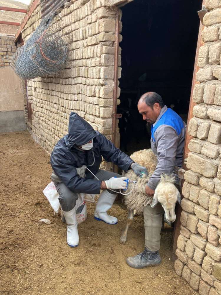   پوشش کامل پیش بینی واکسیناسیون طاعون نشخوارکنندگان کوچک در استان قزوین 