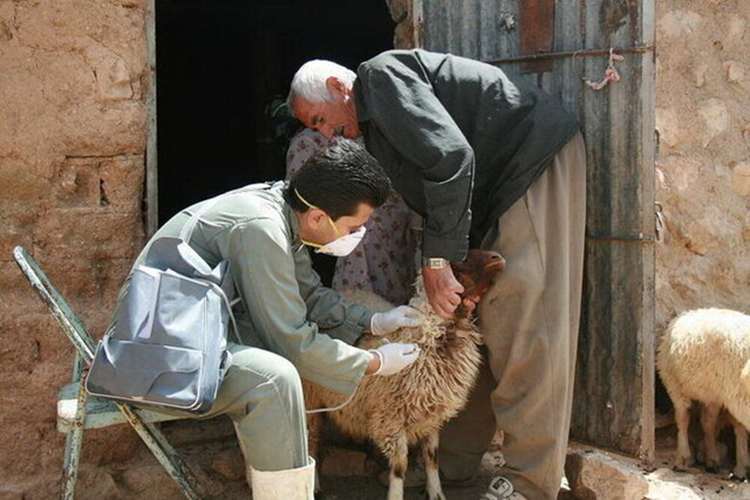 واکسیناسیون بیش از ۵۲۷ هزار رأس دام علیه بیماری‌های باکتریایی و کلستریدیایی در استان قزوین