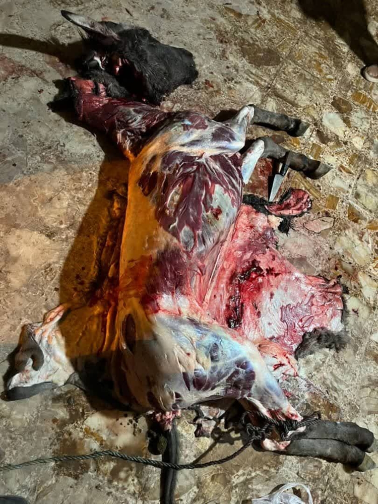 بازداشت عوامل کشتار تک سمی با همکاری مشترک دامپزشکی قزوین و نیروی انتظامی